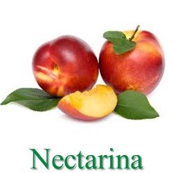 nectarina